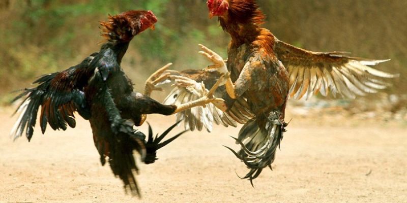 Tổng Hợp Mẹo Chọn Gà Đá Hay Của Các Chuyên Gia 3 Mẹo chọn gà đá hay theo tướng ngủ