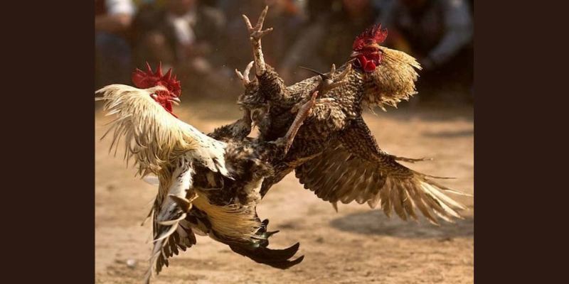 Đá Gà Cựa Dao Jun88 - Những Trận Chiến Khét Nhất Thế Giới 4 Kinh nghiệm chơi cá cược đá gà cựa dao