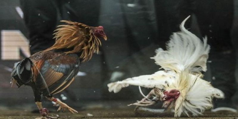 Đá Gà Cựa Dao Jun88 - Những Trận Chiến Khét Nhất Thế Giới 3 Luật cá cược đá gà cựa dao quan trọng