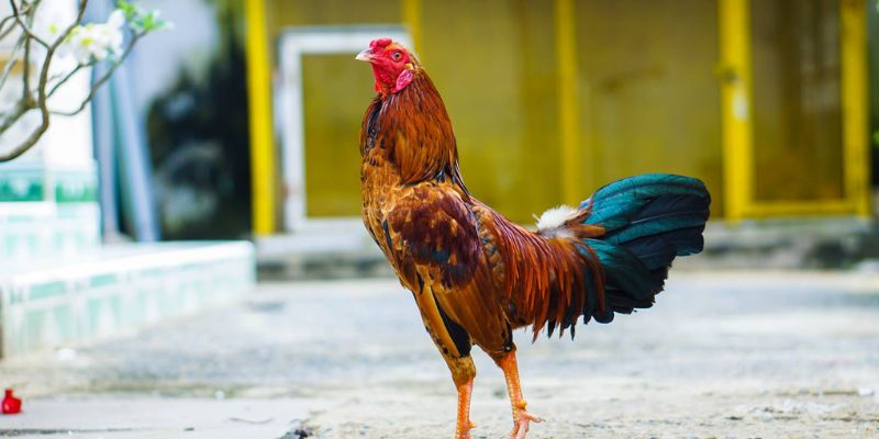 Tổng Hợp Mẹo Chọn Gà Đá Hay Của Các Chuyên Gia 1 Mẹo chọn gà đá hay theo giống
