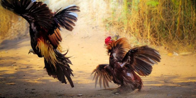 Tổng Hợp Mẹo Chọn Gà Đá Hay Của Các Chuyên Gia 2 Mẹo chọn gà đá hay theo ngoại hình