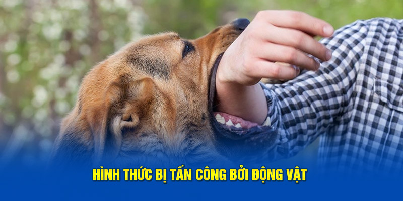 Giải Mã Giấc Mơ Bị Tấn Công - 3 Ý Nghĩa Chính Khi Mơ Bị Đánh 2 Hình thức bị tấn công bởi động vật